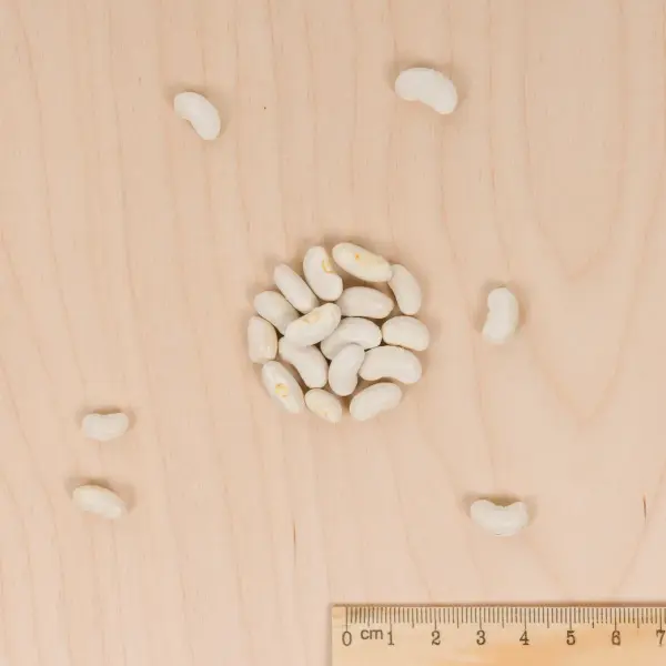 Légumes Secs - Haricot Nain à Ecosser Mogex (type Mogette) - 20 m - MEDIA_3D